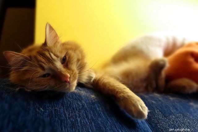 Why Do Cats Become Active at Night? Expert Insights & Practical Solutions