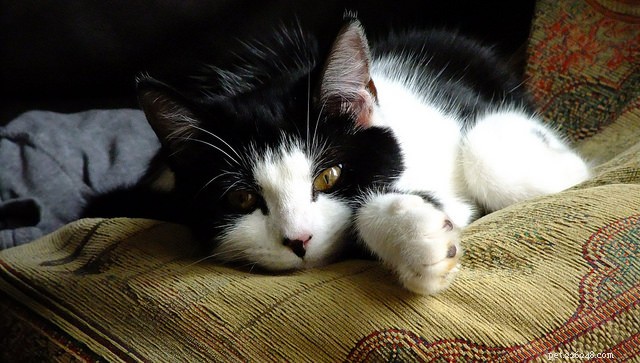 Why Do Cats Become Active at Night? Expert Insights & Practical Solutions