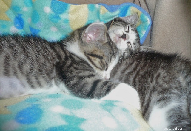 Why Do Cats Become Active at Night? Expert Insights & Practical Solutions