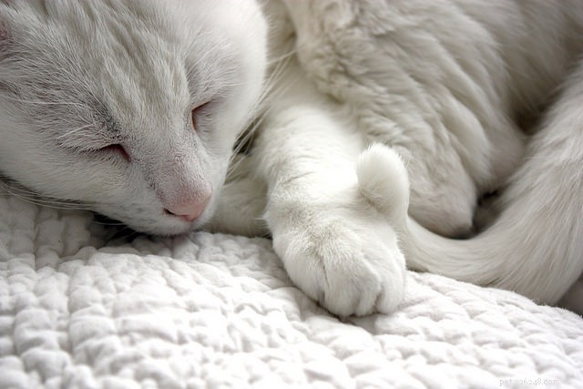 Why Do Cats Become Active at Night? Expert Insights & Practical Solutions