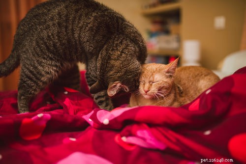 Veterinarian Guide: Seamlessly Introducing Your Resident Cat to a New Kitten