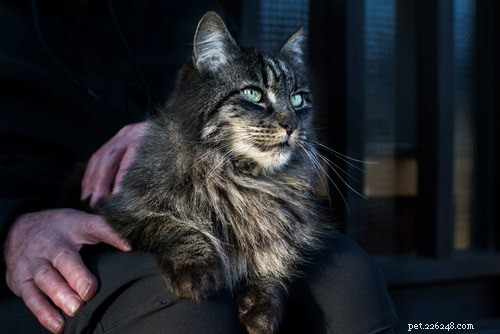 Do Cats Experience Grief? Veterinary Insights