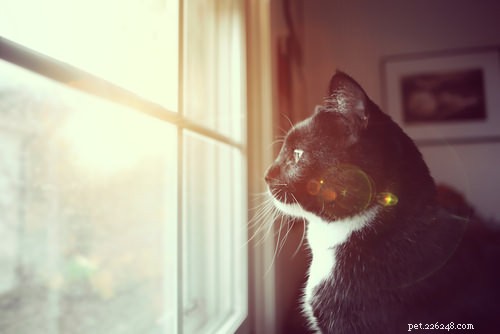 Do Cats Experience Grief? Veterinary Insights