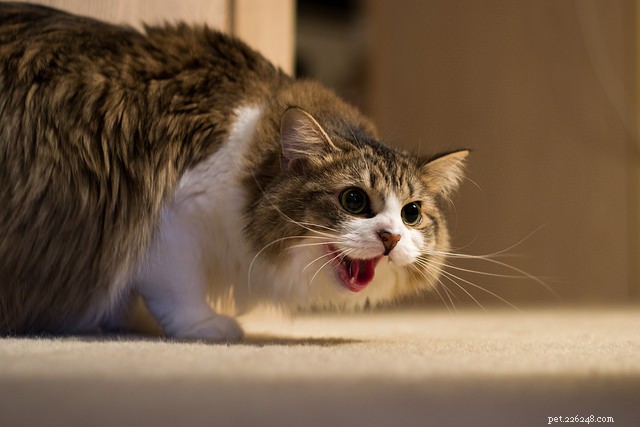8 Clear Warning Signs Your Cat Is Overstimulated