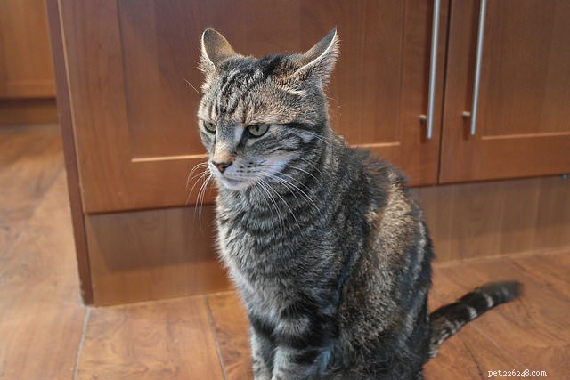 8 Clear Warning Signs Your Cat Is Overstimulated