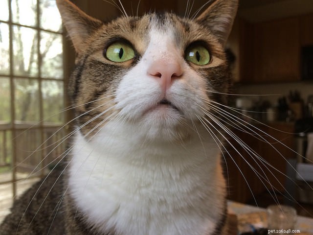 7 Fascinating Ways Cats Harness Their Powerful Sense of Smell