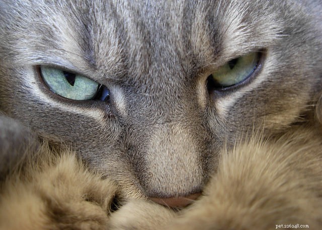 7 Fascinating Ways Cats Harness Their Powerful Sense of Smell