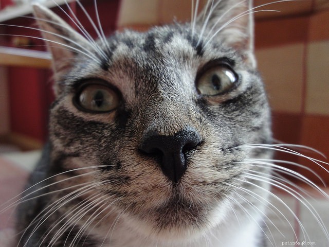 7 Fascinating Ways Cats Harness Their Powerful Sense of Smell