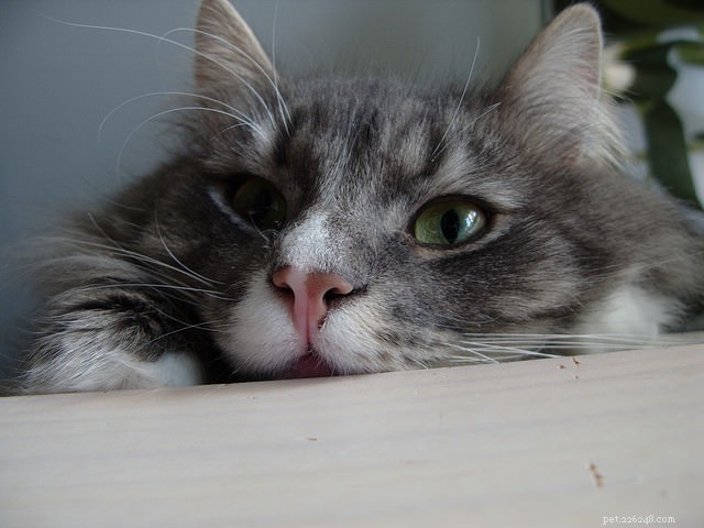 7 Fascinating Ways Cats Harness Their Powerful Sense of Smell