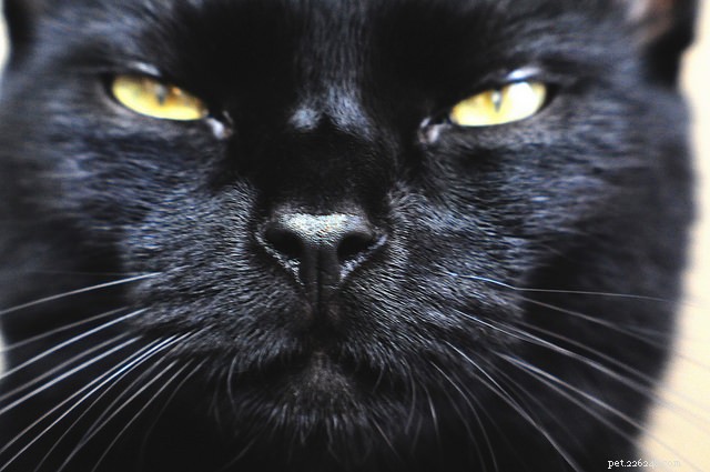 7 Fascinating Ways Cats Harness Their Powerful Sense of Smell