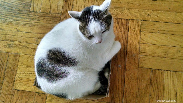The Science Behind Cats’ Curious Behaviors: Expert Insights