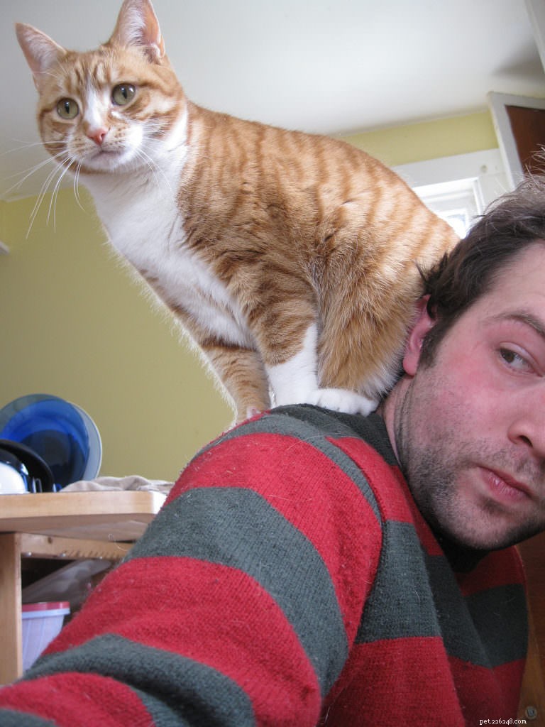 The Science Behind Cats’ Curious Behaviors: Expert Insights