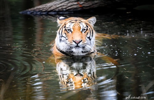 Ask a Vet: Why Cats Dislike Baths and How to Make It Easier