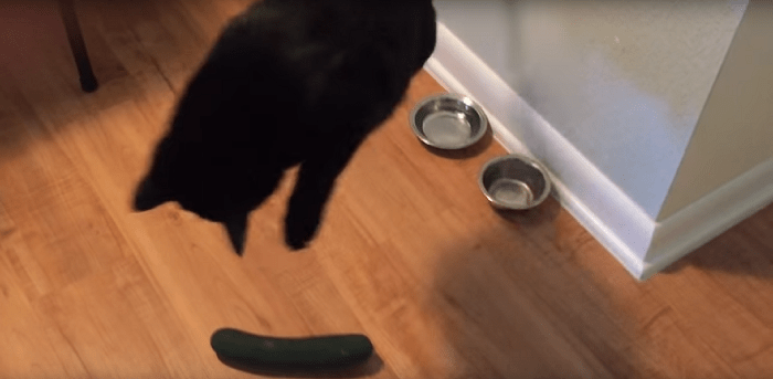 The Science Behind Cats’ Curious Behaviors: Expert Insights