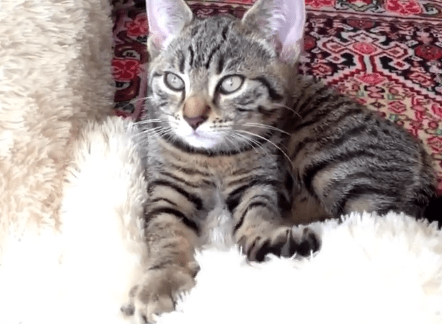 Veterinarian Explains Why Cats Knead Their Owners with Their Paws