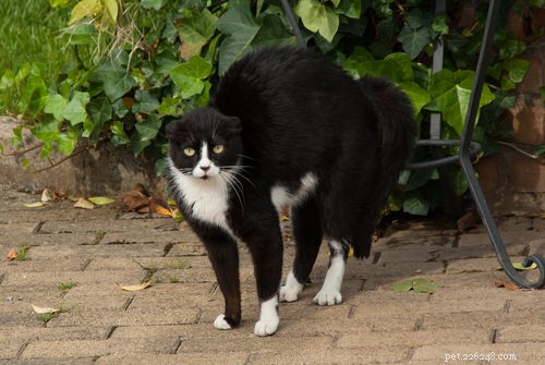 Vet Explains Why Your Cat Arches Its Back When Afraid