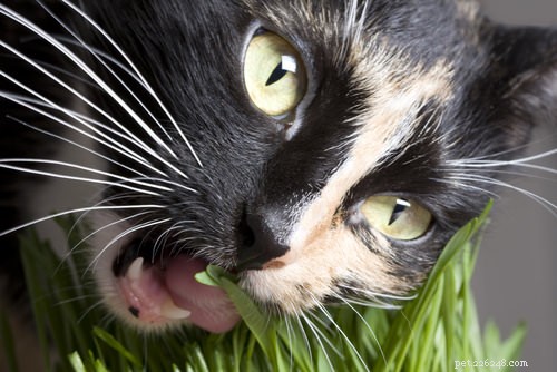 Ask a Vet: 5 Proven Reasons Why Cats Love to Eat Grass