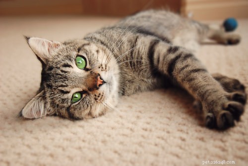 Three Key Reasons Cats Purr: From Healing to Bonding