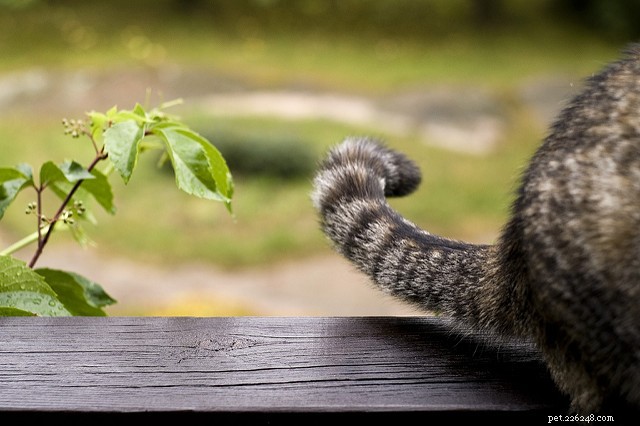 Decoding Your Cat’s Tail: 7 Key Positions Every Owner Should Master