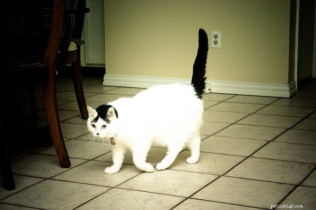 Decoding Your Cat’s Tail: 7 Key Positions Every Owner Should Master
