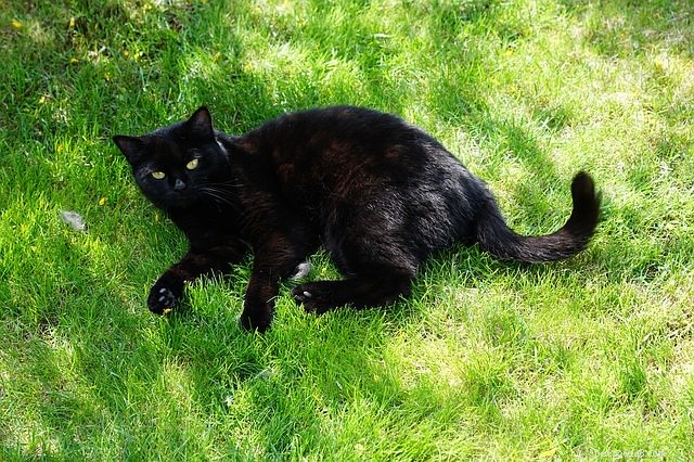 Decoding Your Cat’s Tail: 7 Key Positions Every Owner Should Master