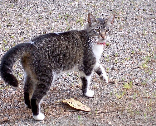 Decoding Your Cat’s Tail: 7 Key Positions Every Owner Should Master