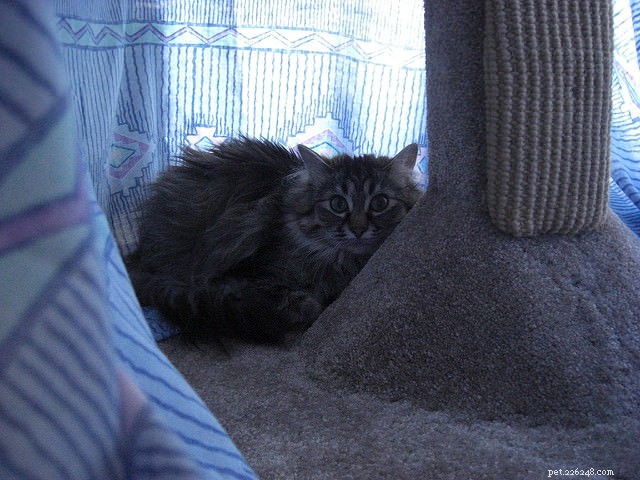 6 Reasons Your Cat Might Be Skittish