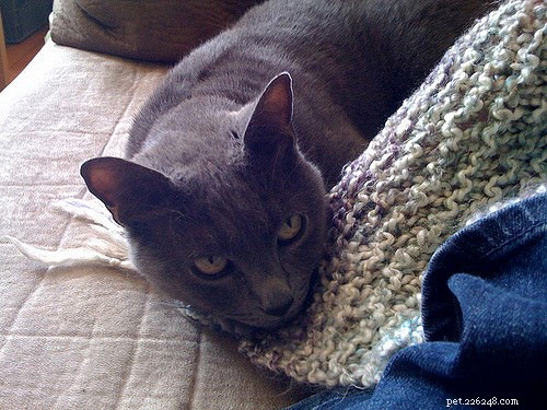 6 Reasons Your Cat Might Be Skittish