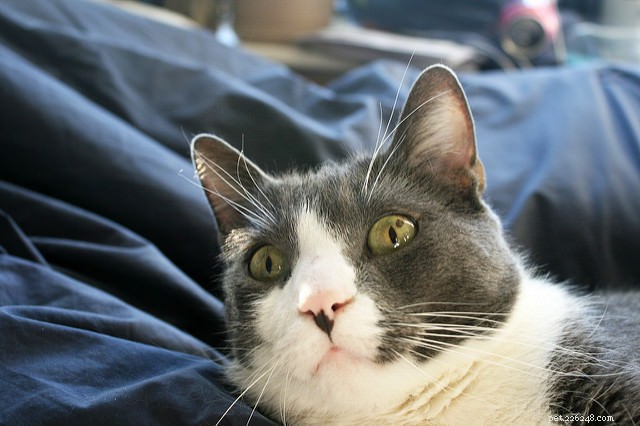 6 Reasons Your Cat Might Be Skittish