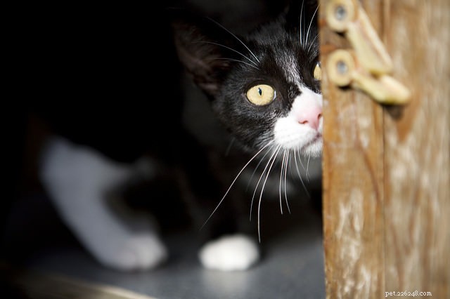 6 Reasons Your Cat Might Be Skittish