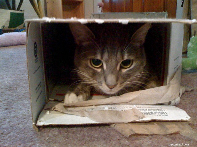 Why Cats Hide: 6 Proven Reasons Behind the Behavior