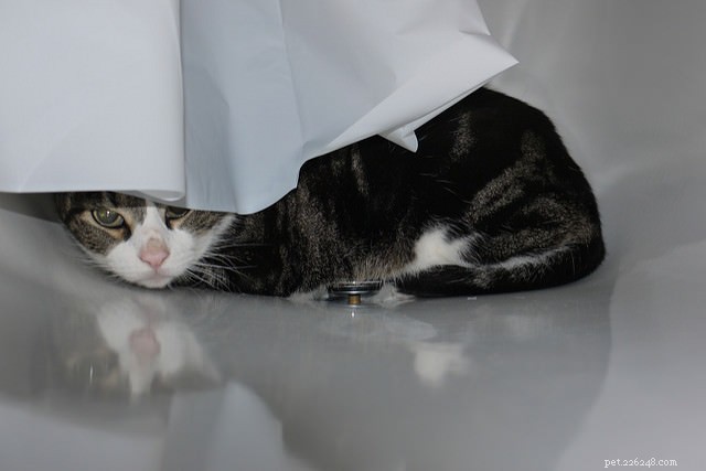 Why Cats Hide: 6 Proven Reasons Behind the Behavior