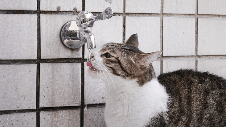 Vet Explains Why Cats Prefer Faucet Water