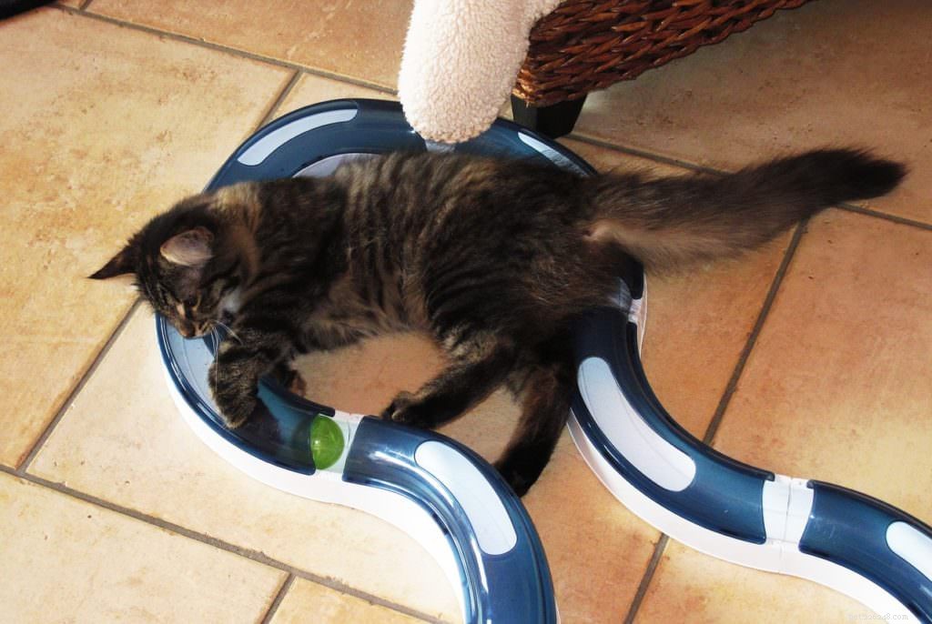 How Mental Stimulation Enhances Your Cat s Well‑Being