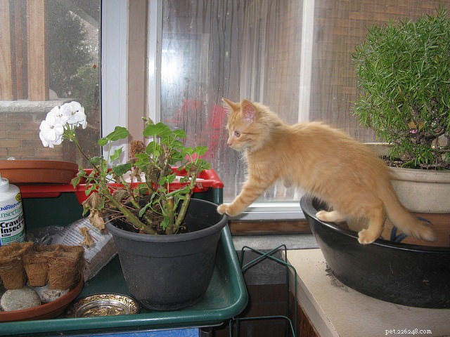 Why Your Cat Nibbles Plants: 6 Common Reasons