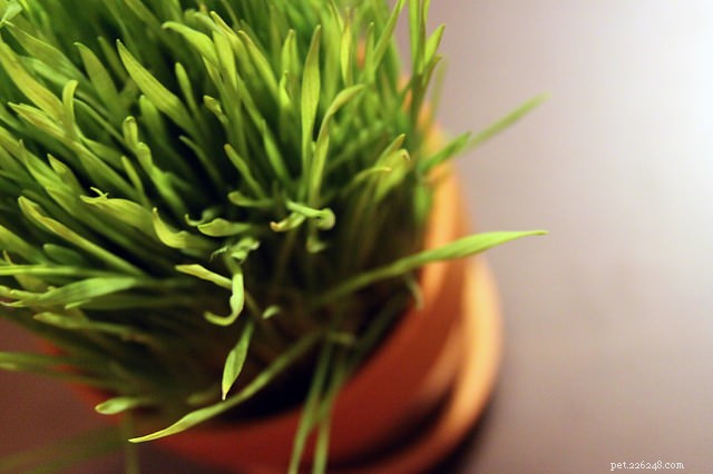 Why Your Cat Nibbles Plants: 6 Common Reasons