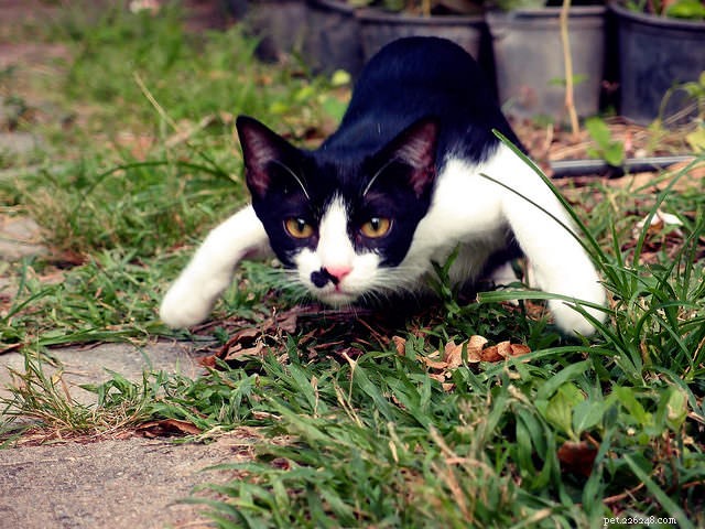 Ask a Vet: Understanding Why Cats Attack Your Legs While You Walk By