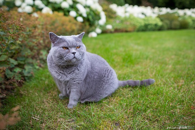 Understanding Your Cat’s Mood Swings: Causes & Solutions