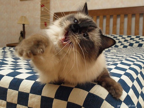 Understanding Your Cat’s Mood Swings: Causes & Solutions