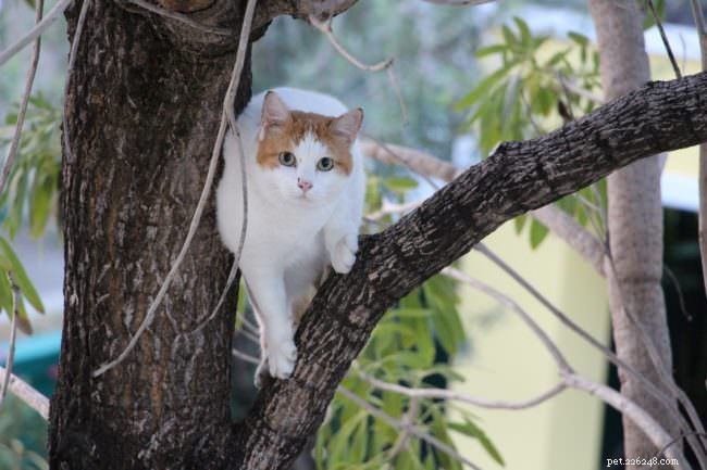 10 Activities Your Cat Loves to Do—Boost Their Happiness