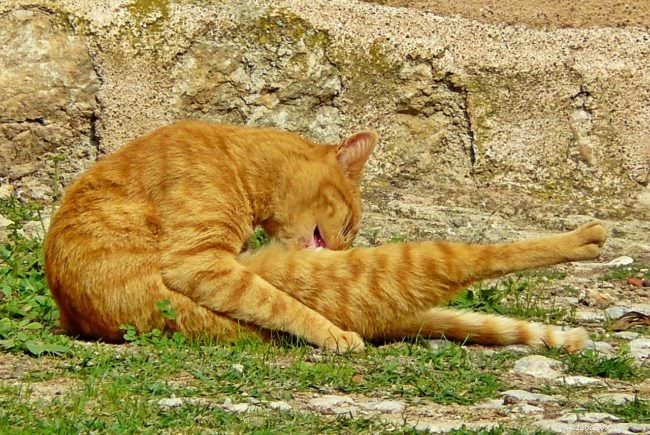 10 Activities Your Cat Loves to Do—Boost Their Happiness