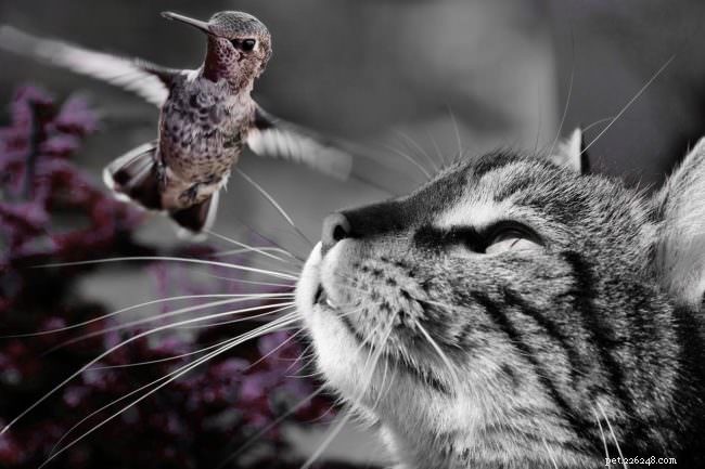 10 Activities Your Cat Loves to Do—Boost Their Happiness