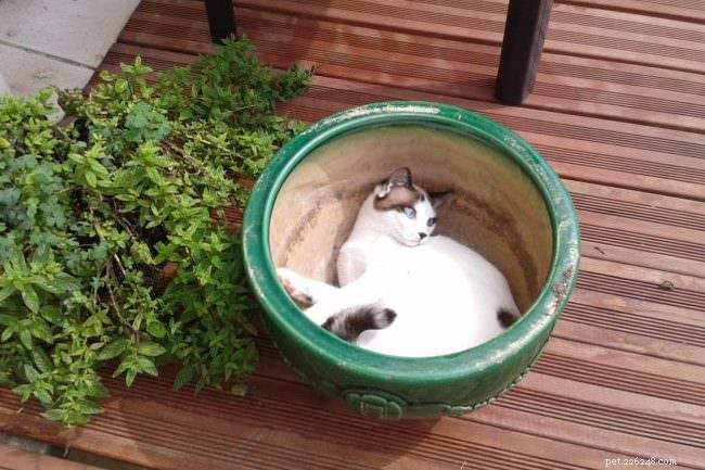 10 Activities Your Cat Loves to Do—Boost Their Happiness
