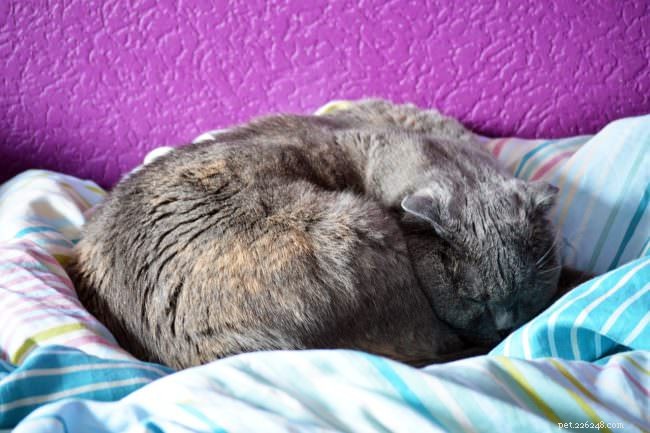 10 Activities Your Cat Loves to Do—Boost Their Happiness