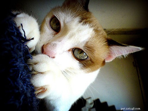 Top 5 Cat Behavior Issues & How to Fix Them