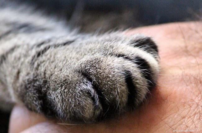 10 Activities Your Cat Loves to Do—Boost Their Happiness