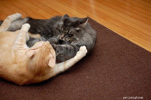 Top 5 Cat Behavior Issues & How to Fix Them