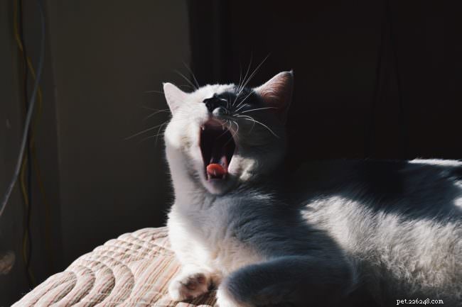 10 Activities Your Cat Loves to Do—Boost Their Happiness