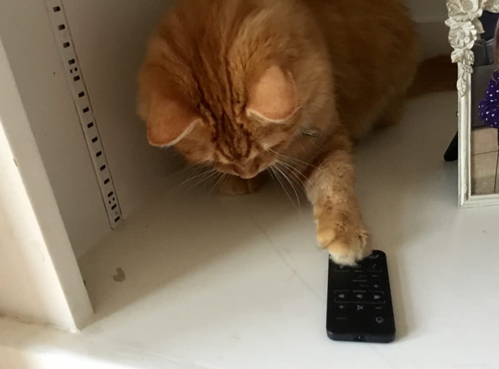 Veterinary Insight: Why Cats Knock Items Off Surfaces with Their Paw