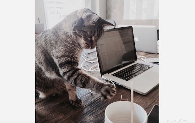 Veterinary Insight: Why Cats Knock Items Off Surfaces with Their Paw